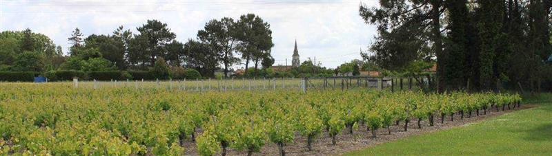 vignes